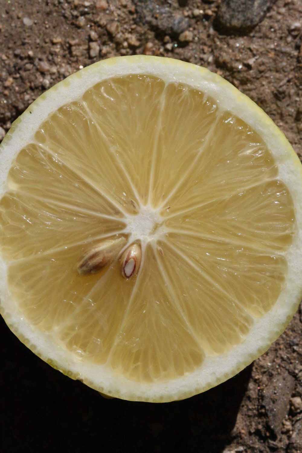              Fruit cross-section (Riverside, CA)       